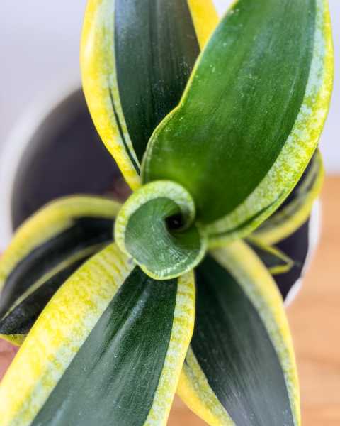 Foliage 2