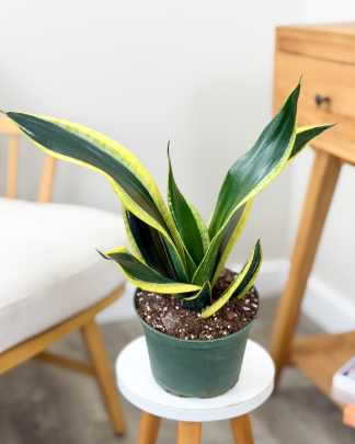 Sansevieria Black Flame