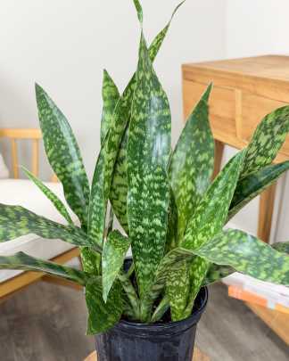 Sansevieria Emma