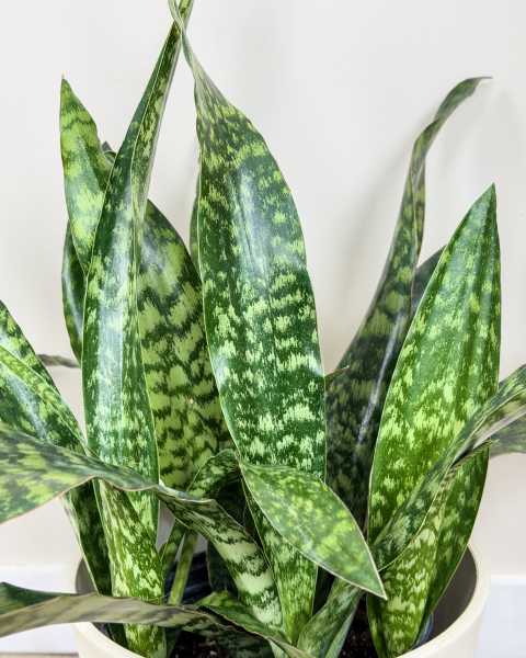 Foliage Foliage