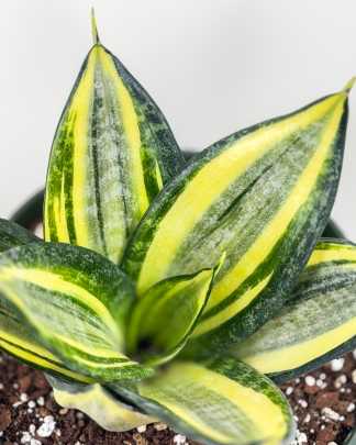 Sansevieria trifasciata 'Hahnii Golden'
