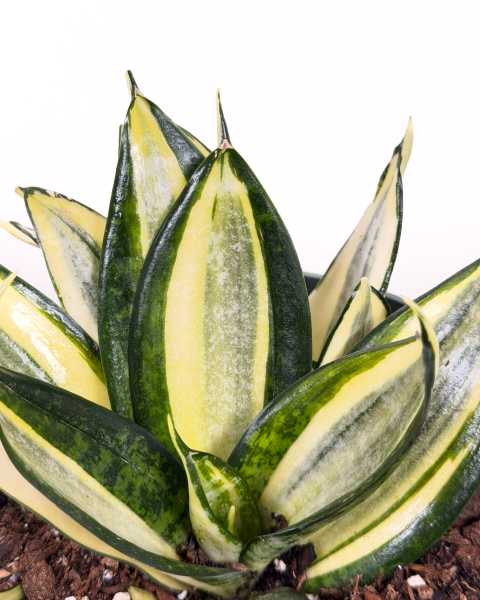 Foliage Foliage