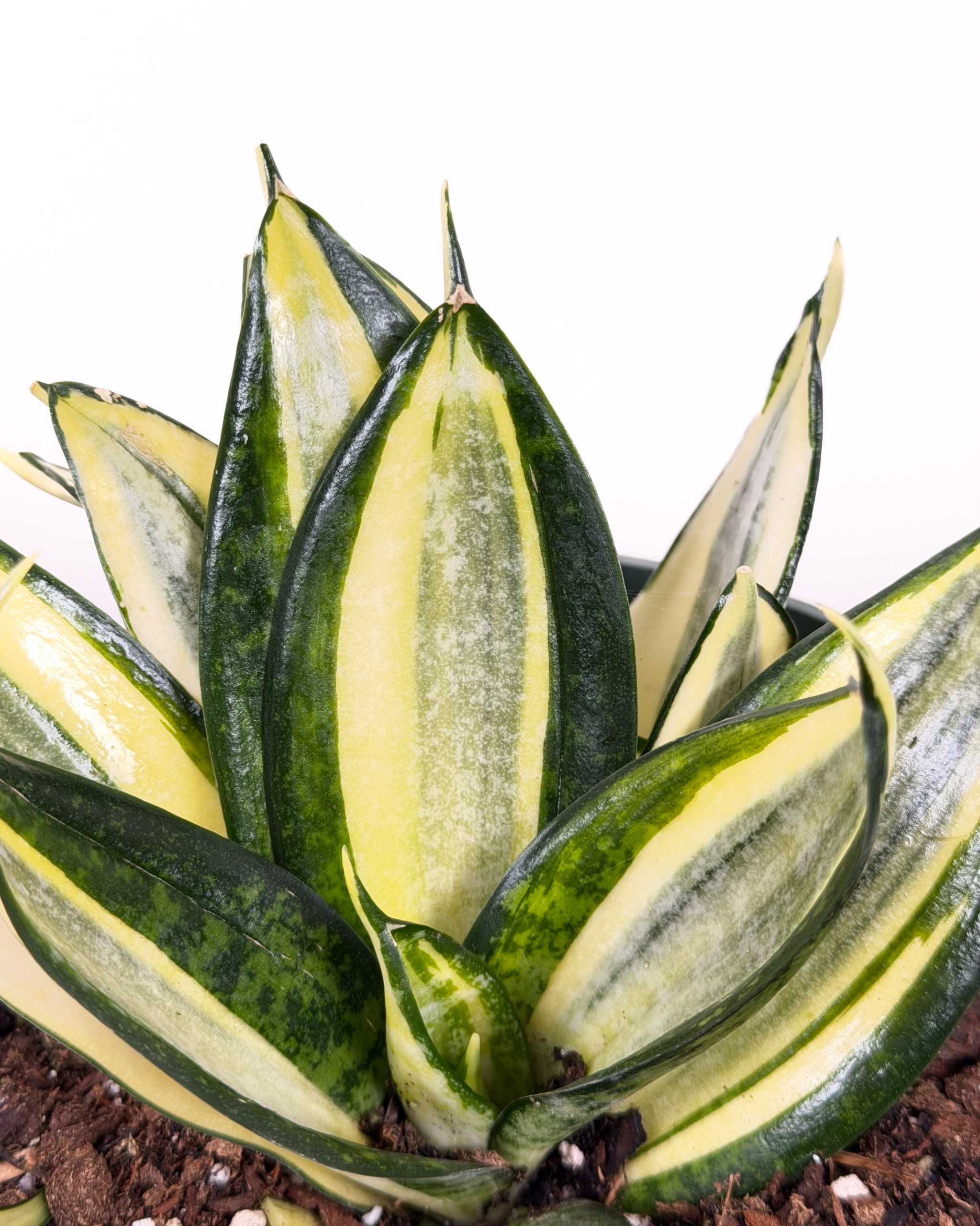Sansevieria trifasciata Hahnii Golden
