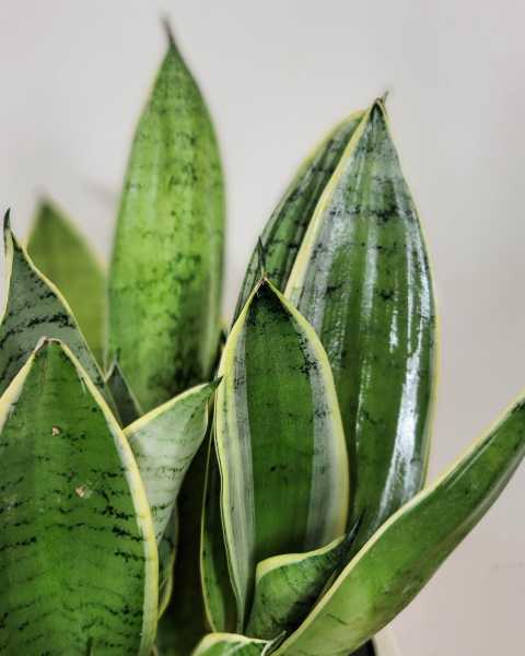 Foliage Foliage