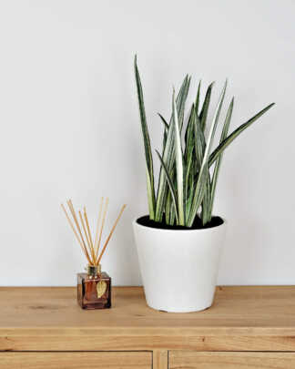 Sansevieria Bantel Sensation