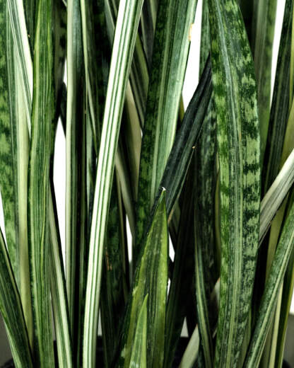 Sansevieria Bantel Sensation