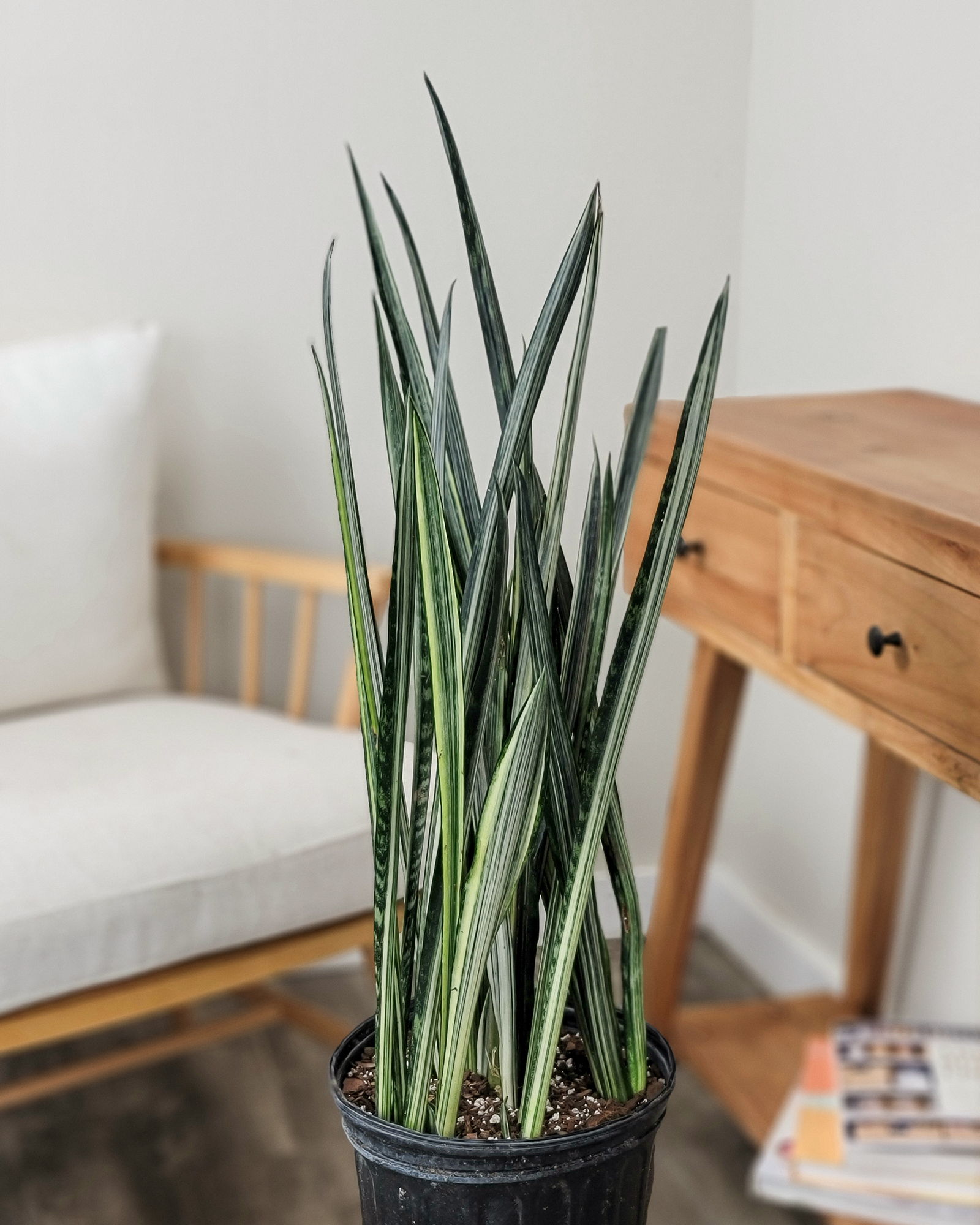 Sansevieria trifasciata 'Bantel's Sensation' | PlantVine