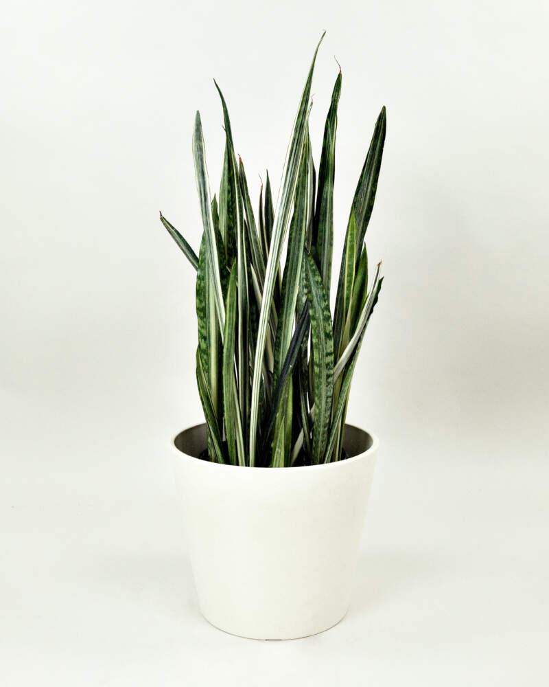 Sansevieria trifasciata ‘Bantel’s Sensation’