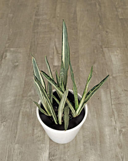 Sansevieria Bantel Sensation
