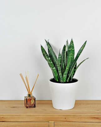 Sansevieria Black Coral