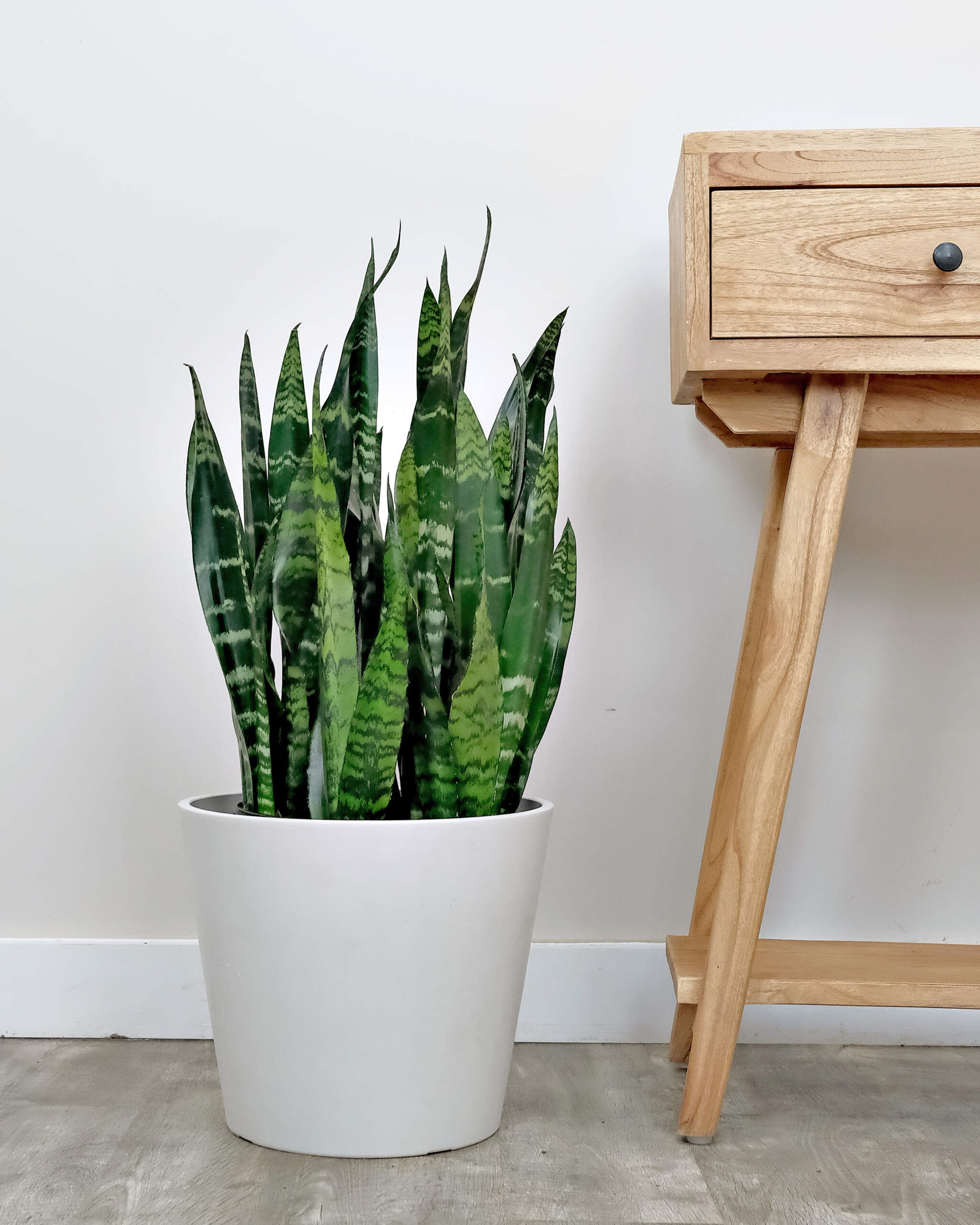 Sansevieria Black Coral - Pack De 2 Plantas De Interior | Fcil Cuidado,  Purificadora De Aire |