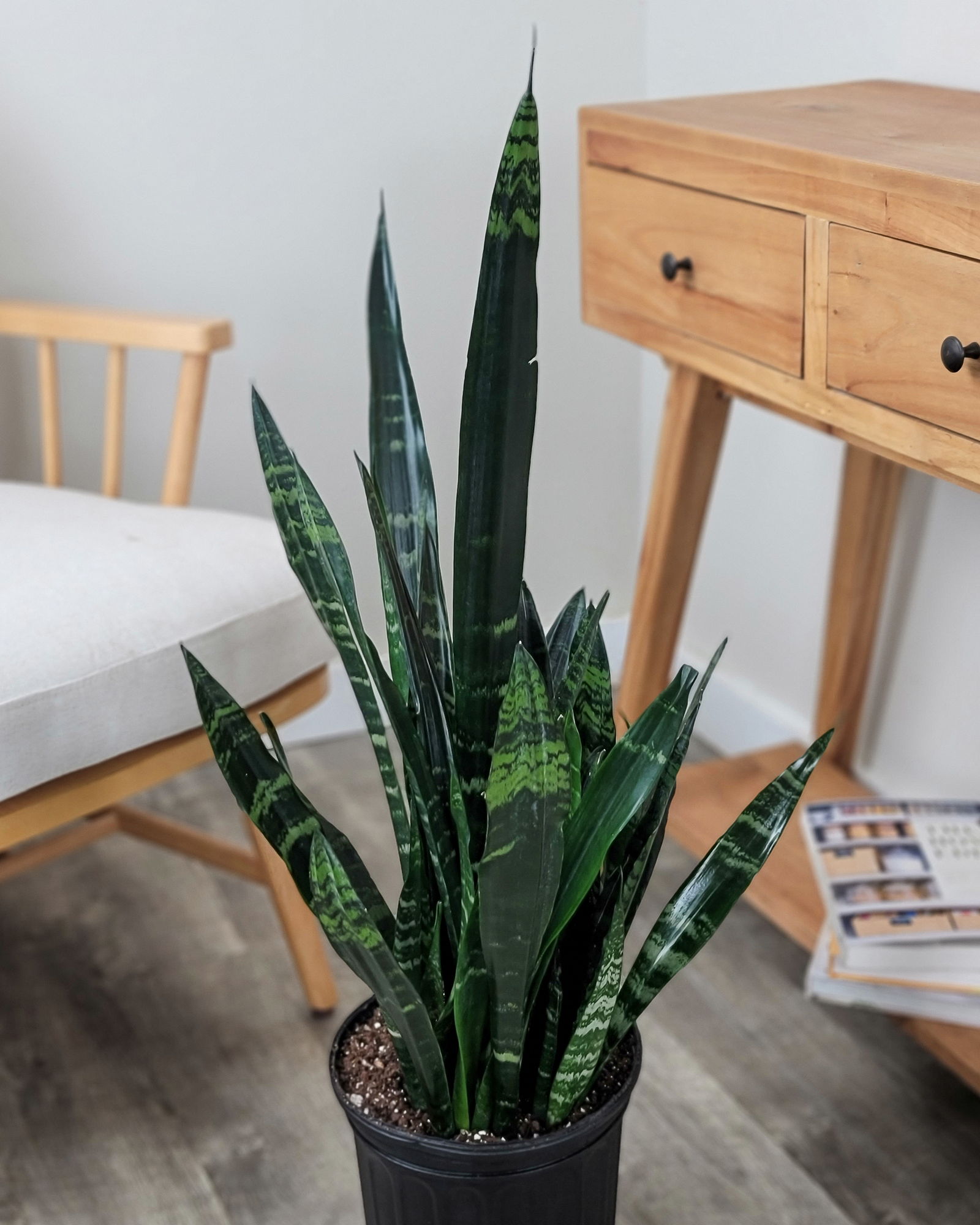 Sansevieria trifasciata Black Coral