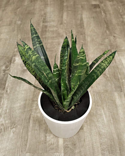 Sansevieria Black Coral