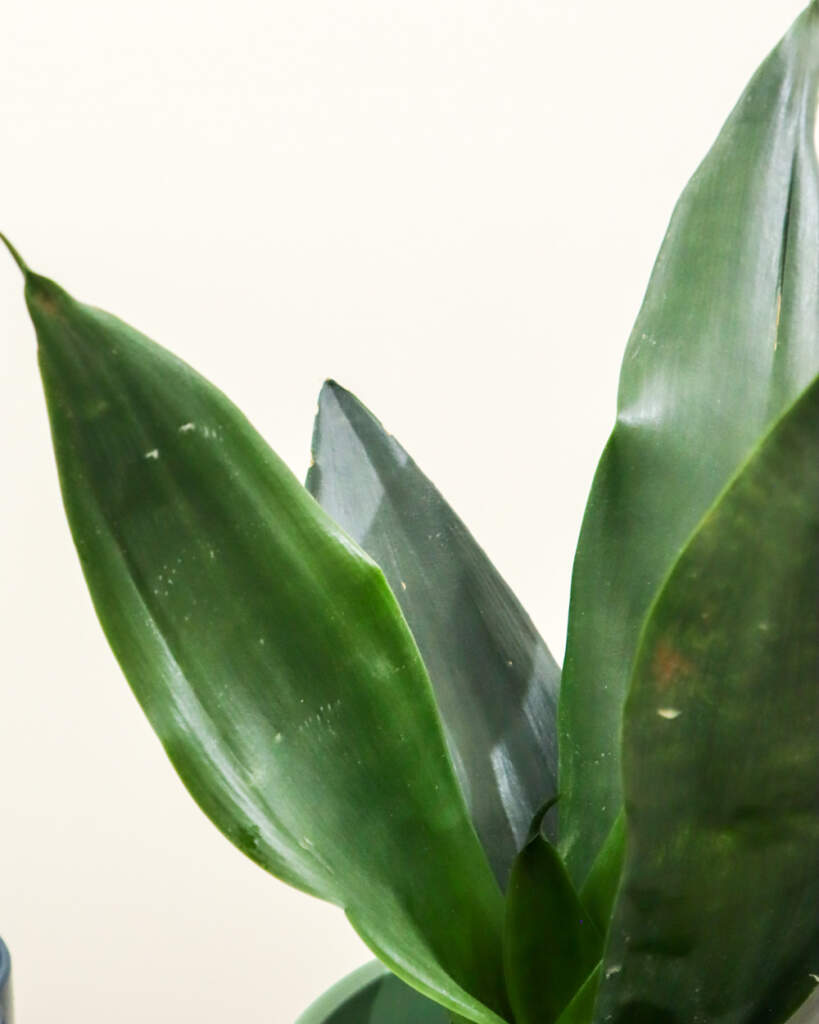Sansevieria trifasciata ‘Black Dragon’, Snake Plant PlantVine