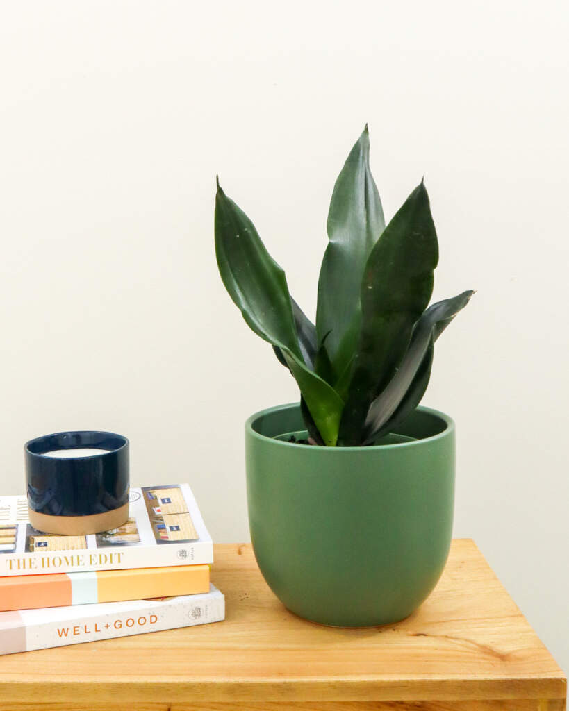 Sansevieria trifasciata 'Black Dragon', Snake Plant