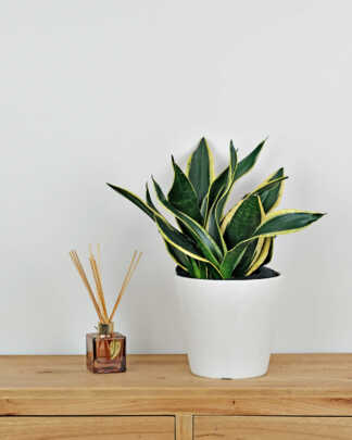 Sansevieria Black Gold