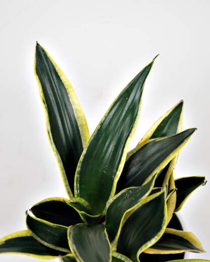 Sansevieria Black Gold