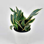 Sansevieria Black Gold