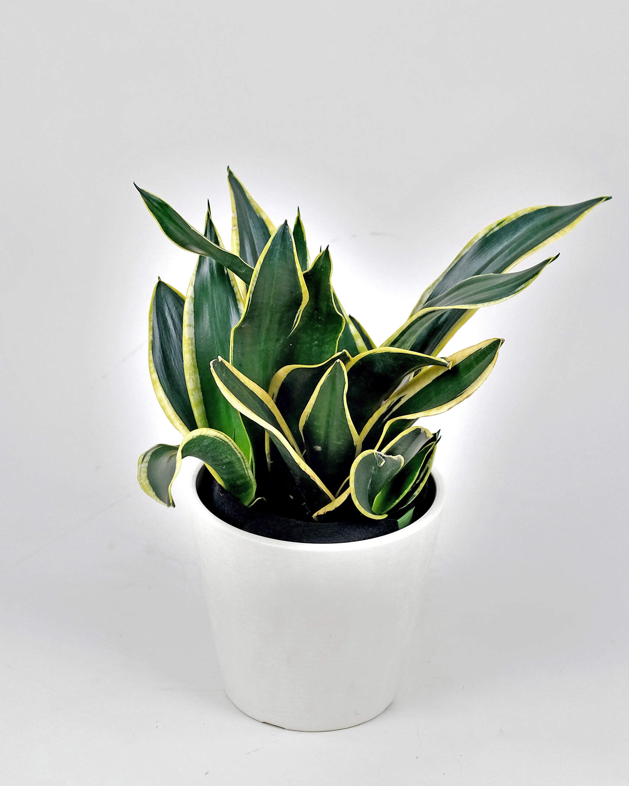 Sansevieria trifasciata Black Gold