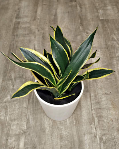 Sansevieria Black Gold