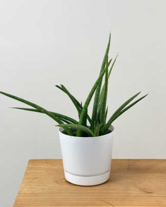 sansevieria cylindrica