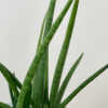sansevieria cylindrica