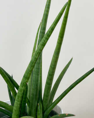 sansevieria cylindrica