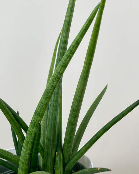 Foliage