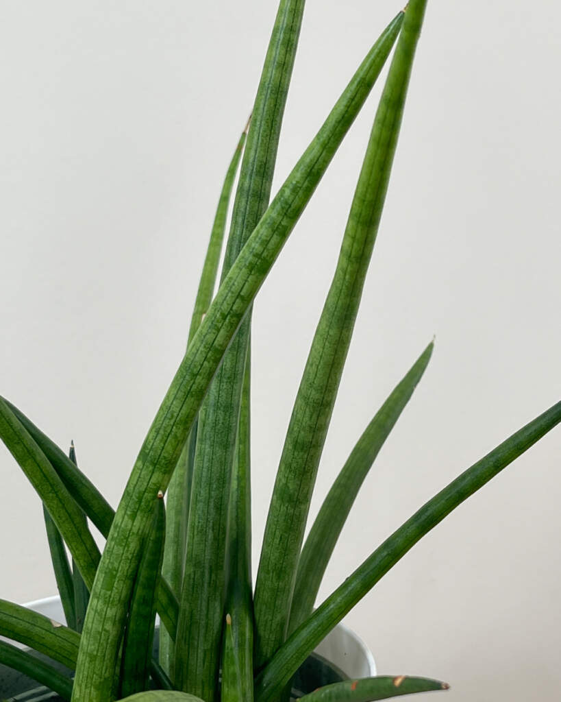 Sansevieria cylindrica