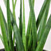 Sansevieria Cylindrica