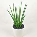 Sansevieria Cylindrica