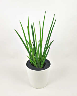 Sansevieria Cylindrica