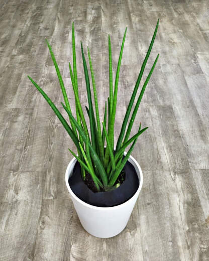 Sansevieria Cylindrica