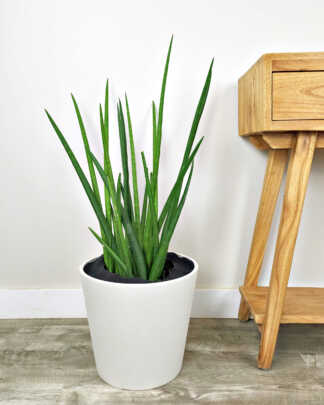 Sansevieria Cylindrica