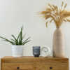 sansevieria cylindrica