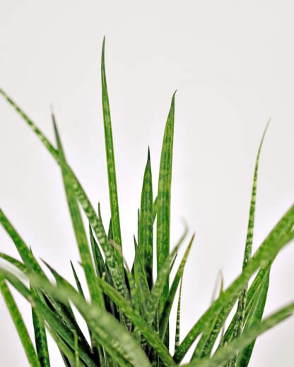 Sansevieria Fernwood Mikado