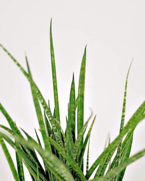 Foliage Foliage