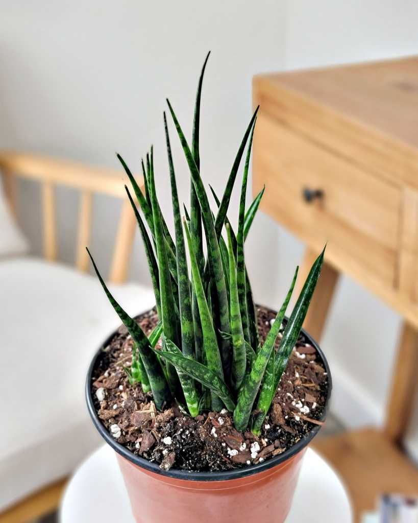 Sansevieria fernwood 'Mikado'