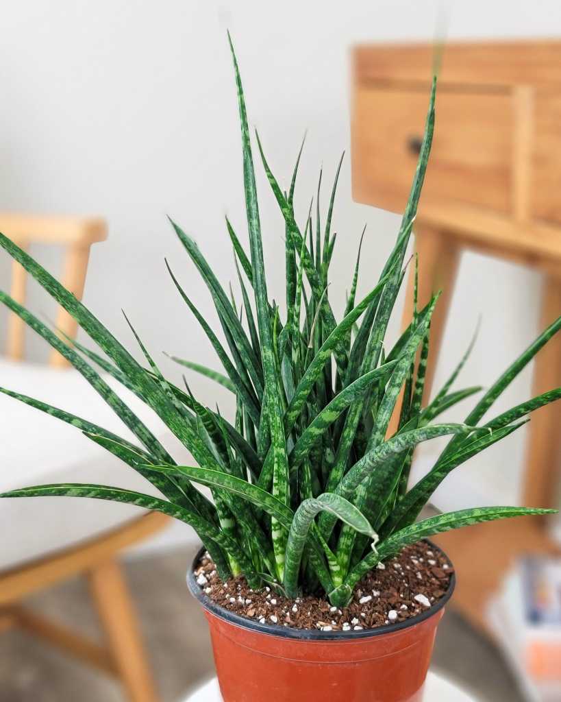 Sansevieria fernwood 'Mikado'