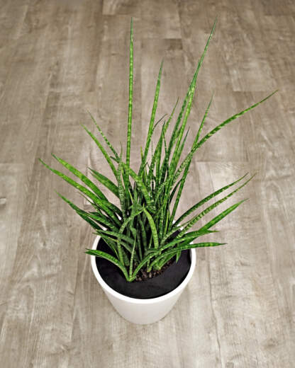 Sansevieria Fernwood Mikado