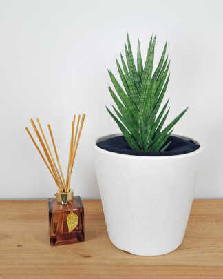 Sansevieria Francisii