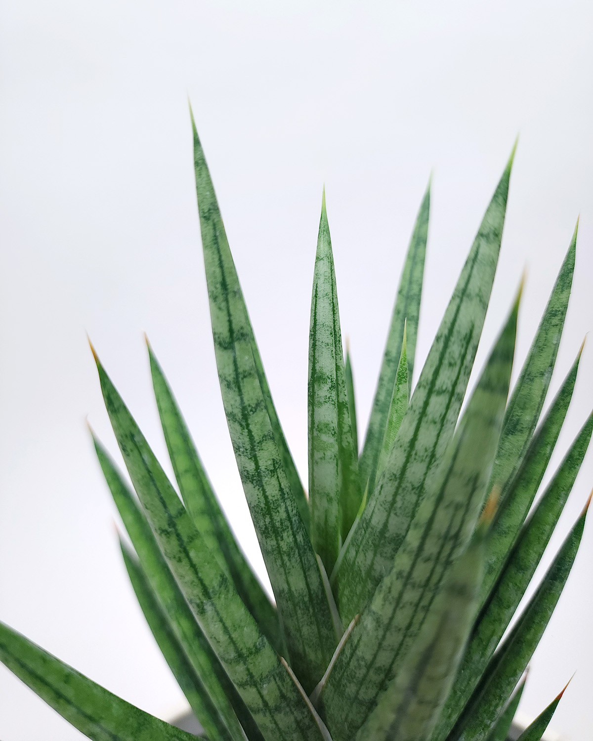 Sansevieria francisii | PlantVine