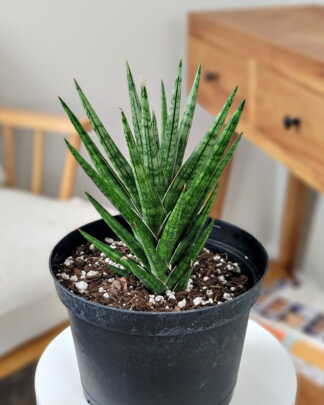 Sansevieria Francisii