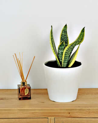 Sansevieria Futura Superba
