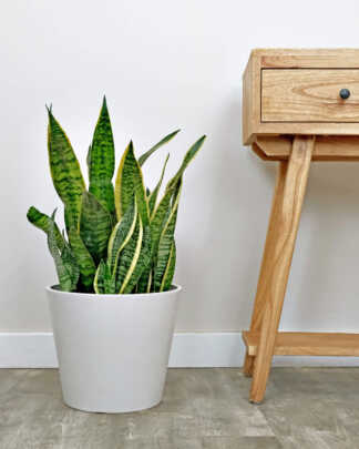 Sansevieria Futura Superba