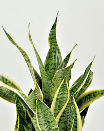 Sansevieria trifasciata 'Futura Superba'
