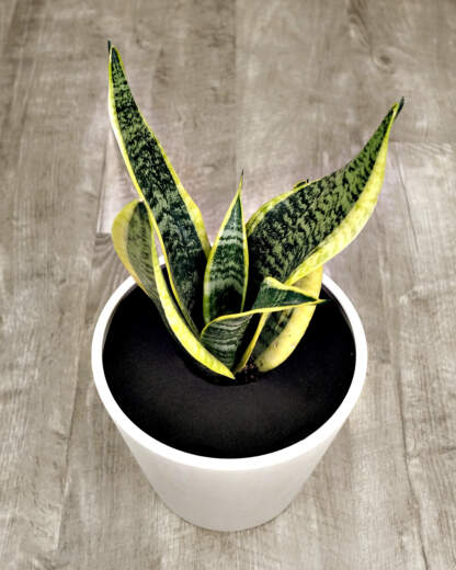 Sansevieria trifasciata 'Futura Superba'