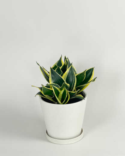 Sansevieria Hahnii Black Gold