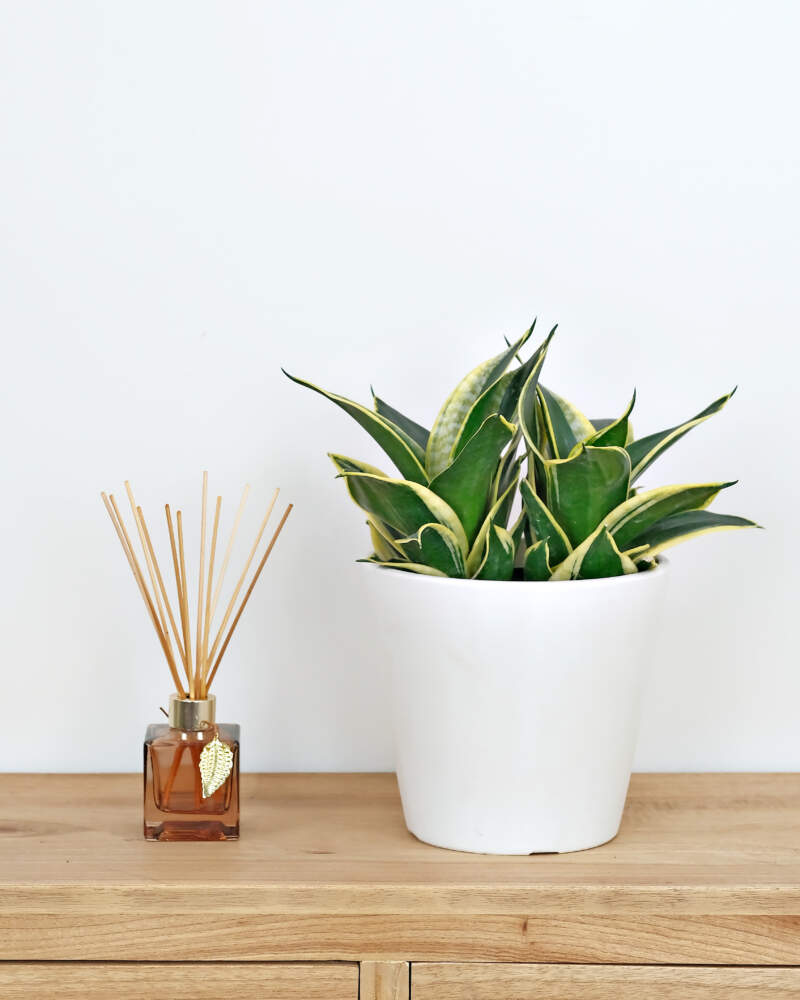 Snake Plant in Gold Pot - Sansevieria Trifasciata - The Bouqs Co.