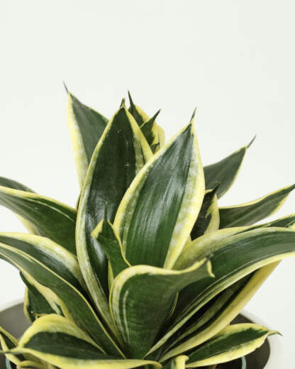 Sansevieria Hahnii Black Gold